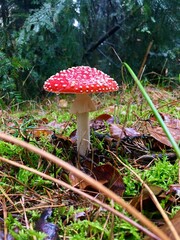 fly agaric mushroom