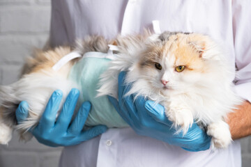 Cat in a bandage on the arms of a veterinarian in blue rubber gloves. Pet inspection after sterilization surgery © Ольга Симонова