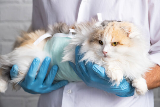 Cat in a bandage on the arms of a veterinarian in blue rubber gloves. Pet inspection after sterilization surgery