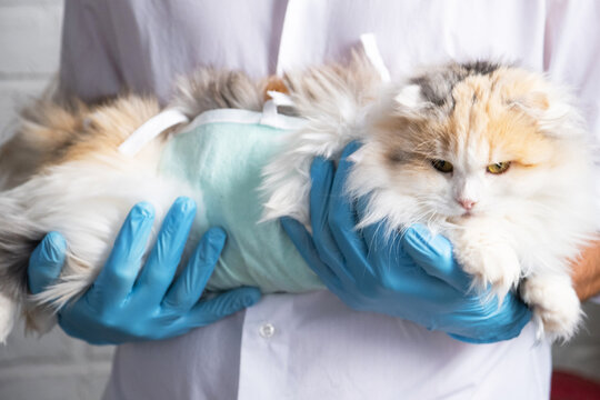 Cat in a bandage on the arms of a veterinarian in blue rubber gloves. Pet inspection after sterilization surgery