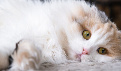 Fototapeta premium A white cat breed highland fold looks away, a close-up muzzle with a pink nose and yellow round eyes