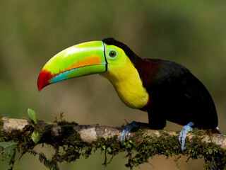 Fototapeta premium Keel-billed Toucan perched on a mossy branch in a tropical forest