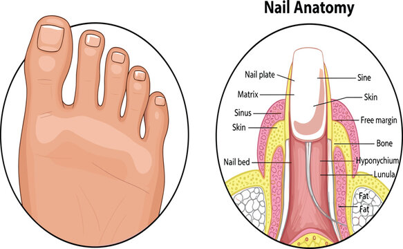 Detailed medical anatomy diagram of human toe nail structure featuring the nail plate matrix and internal tissue layers