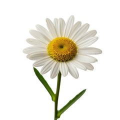 A beautiful white daisy flower with a yellow center against a black background
