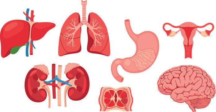 Human internal organs anatomical set including brain lungs liver heart and kidneys