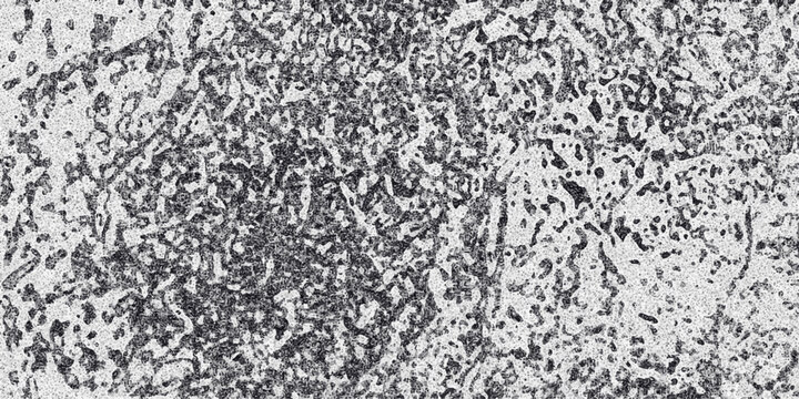 Detailed abstract grayscale organic texture with irregular porous shapes and a speckled surface creating a complex natural pattern for backgrounds