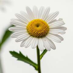 Fototapeta premium A close-up photo of a beautiful white daisy with a bright yellow center