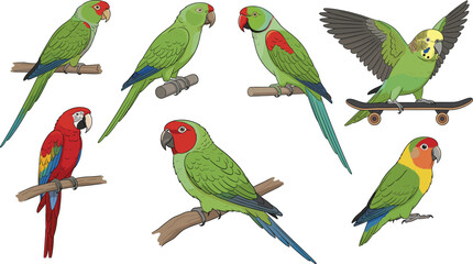 parrot cartoon vector set. Cute tropical parrots sitting, flying and skateboarding. Colorful bird illustrations isolated on white background. © HazelQueen