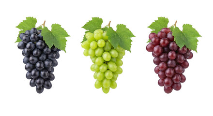 Fototapeta premium Collection of fresh black, green, and red grape bunches with vibrant leaves, ripe and healthy fruit for design elements, isolated on transparent background.