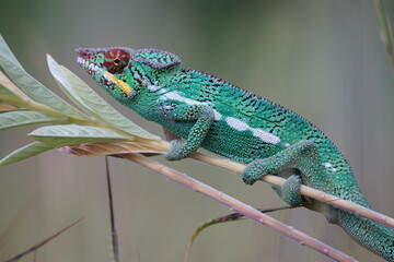 Un caméléon panthère sur une tige. Rivière des Pluies, ile de la Reunion, mai 2019 © jeanyvesraza