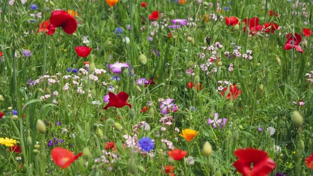 Close-up of wildflowers blowing in the breeze. Concept of nature, environment, ecosystem.