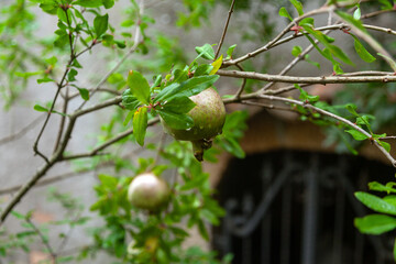 Obraz premium Pomegranate fruit hanging from a branch surrounded by green leaves in a garden setting near a rustic stone wall in Enna, Sicily, Italy