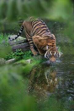 Sumatra-Tiger (Panthera tigris sumatrae) am Wasser und trinkt 