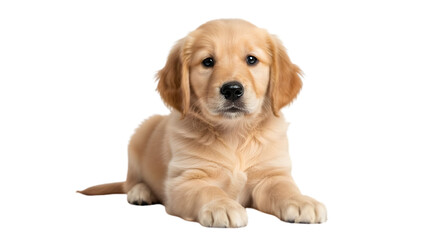 Adorable golden retriever puppy sitting patiently with expressive dark eyes looking directly forward ready for playtime or companionship