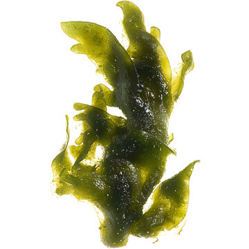 Fresh green seaweed algae with glossy wet surface and organic form, isolated on transparent background..