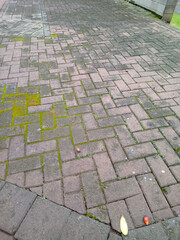 Fototapeta premium Brick Pavement with Moss and Leaves