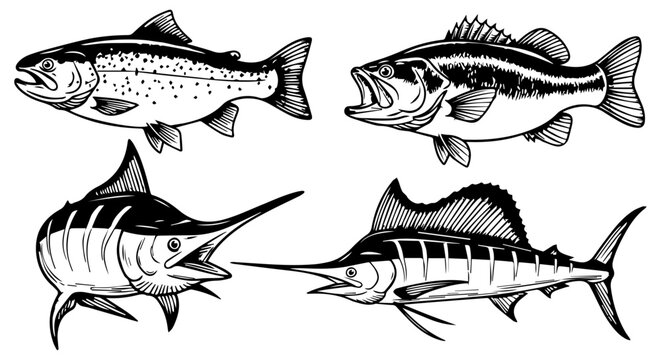 Illustration of four different fish species with sport fishing game fish sailfish illustration