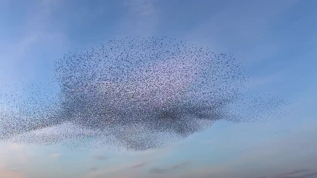 Starlings murmuration flying in synchronized aerial display forming dynamic shapes in the sky