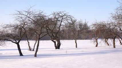 Krajobraz wiejski w okresie zimowym. Ziemia pokryta grubą warstwą śniegu. © tomo81