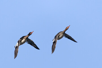 Red-breasted merganser