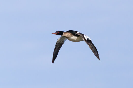 Red-breasted merganser