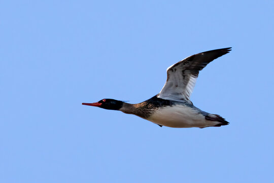 Red-breasted merganser