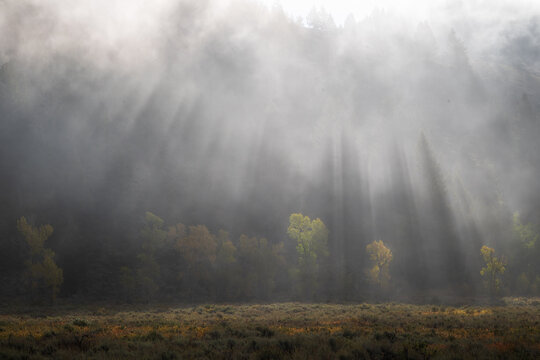 High-resolution landscape featuring atmospheric light rays (god rays) through thick morning fog in an autumn forest. Perfect for travel and nature editorials.