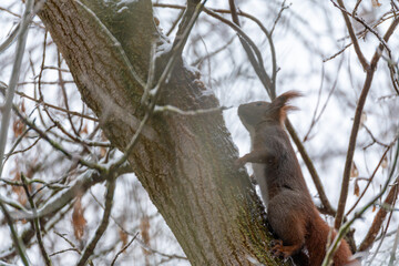 A squirrel is on a tree branch. The tree is bare and covered in snow. The squirrel is looking down at the ground