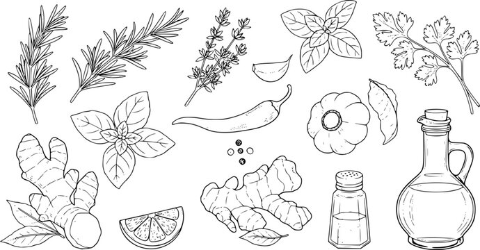 Hand-drawn collection of fresh ingredients for cooking and seasoning
