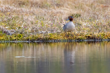Common teal