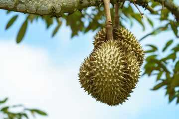 Fresh durian fruits hanging from a tree branch in a tropical orchard. Close-up of spiky king of fruits with green leaves and blue sky background. Natural agricultural farm scene in Southeast Asia.