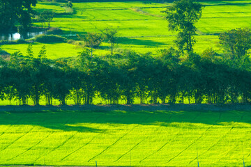 Lush green rice paddy fields in Southeast Asia with a row of trees separating the plantations. High angle view of vibrant agricultural landscape under bright sunlight. Scenic rural farming scenery.