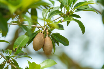 Pair of ripe sapodilla fruits hanging from a tree branch surrounded by lush green leaves. Tropical exotic fruit growing in a garden with natural bokeh background and soft daylight.