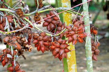 Clusters of ripe salak or snake fruit hanging from plants in a tropical orchard. These exotic fruits feature reddish-brown scaly skin and are tied to supports for growth in a plantation.