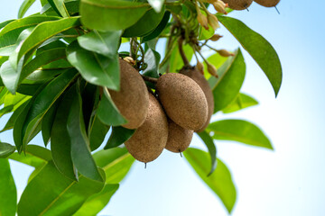 Close-up of fresh sapodilla fruits hanging on a tree branch with lush green leaves. Tropical fruit ripening outdoors against a clear blue sky. Natural organic farming and rural agriculture concept.
