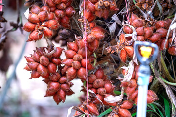Vibrant clusters of ripe Salak or Snake Fruit hanging on a tree in a tropical orchard. The reddish-brown exotic fruit has a scaly texture and prickly skin, typical of Southeast Asian agriculture.
