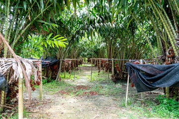Tropical salak or snake fruit plantation with bunches of brown scaly fruits hanging on palm-like trees. Agricultural orchard scene with lush green foliage and protective netting on a farm.