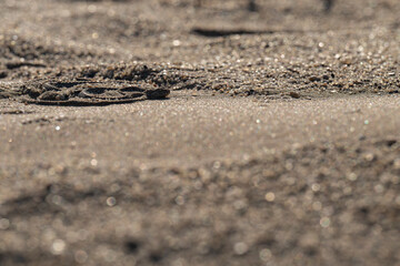 Low angle backlit shot of a Desert Horned Viper (Cerastes cerastes) coiled in the sparkling golden sand of the Namib Desert