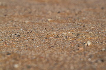 Camouflaged head of a Desert Horned Viper (Cerastes cerastes) barely visible while buried in the Namib Desert sand
