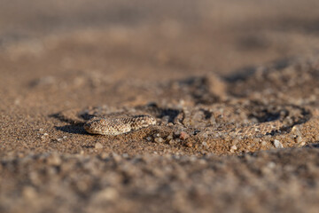 Peringuey's Adder (Bitis peringueyi) half buried in the sand with its flat head visible in the Namib Desert