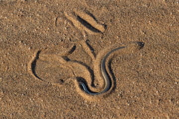FitzSimons' Burrowing Skink (Typhlacontias brevipes) digging into the sand dunes of the Namib Desert near Swakopmund