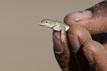 Shovel-snouted Lizard (Meroles anchietae) being held gently in a sand-covered hand of a guide in the Namib Desert