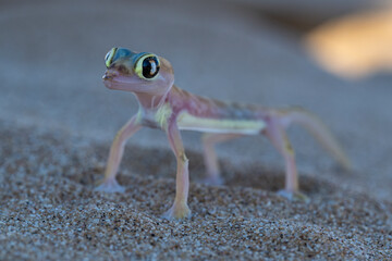 Close up of a Namib Sand Gecko (Pachydactylus rangei) on sand showing its translucent skin and large eyes