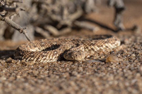 Peringuey's Adder (Bitis peringueyi) coiled on the sand facing a dry bush in the arid Namib Desert landscape