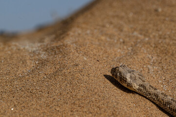 Close up of the head of a Desert Horned Viper (Cerastes cerastes) slithering across the ochre sand of the Namib Desert