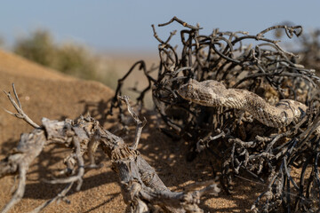 Desert Horned Viper (Cerastes cerastes) with small horns resting inside a dry shrub in the Namib Desert environment