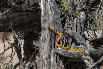 Bright yellow Cape Cobra (Naja nivea) hunting on the dark bark of a burnt tree in the Kgalagadi Transfrontier Park