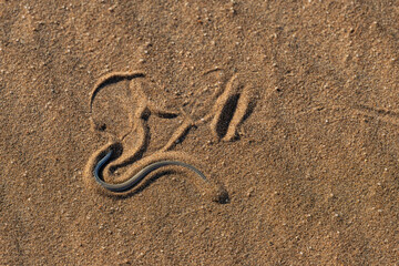 High angle view of a FitzSimons' Burrowing Skink (Typhlacontias brevipes) burying itself in the sand of the Namib Desert