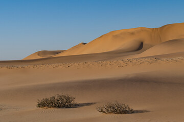 Scenic landscape of ochre sand dunes dotted with small green bushes in the vast Namib Desert