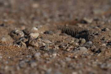 Desert Horned Viper (Cerastes cerastes) buried in coarse sand for camouflage in the Namib Desert wilderness
